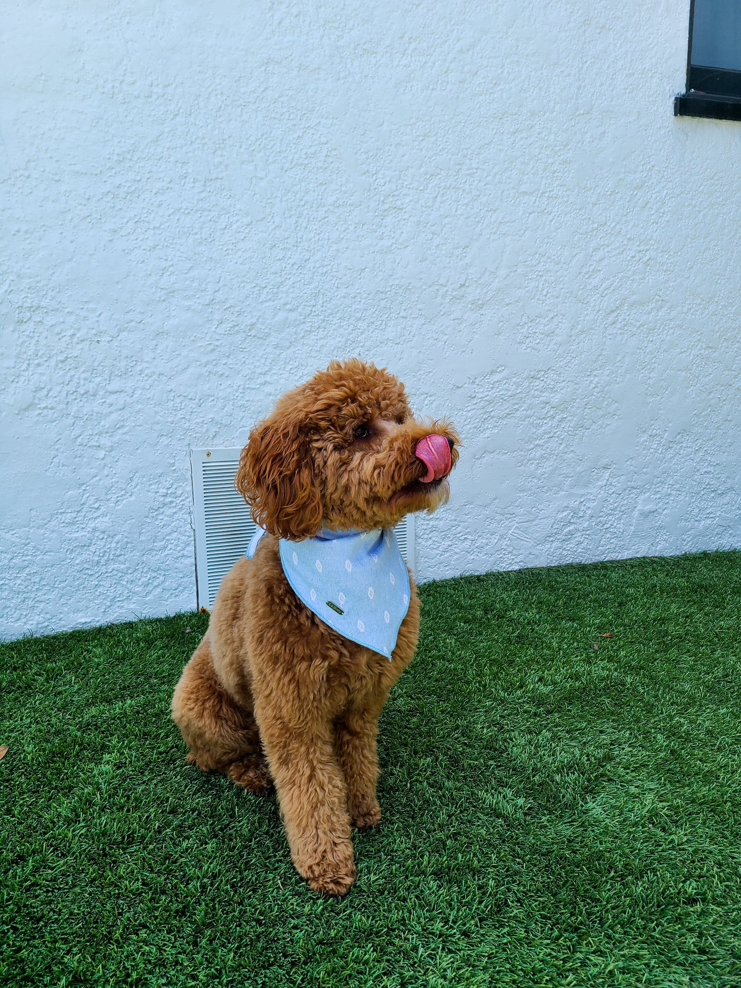 Rhodes Dog Bandana